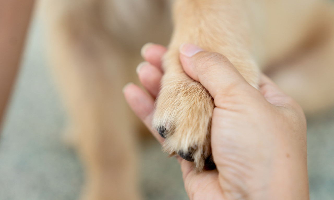 PLJEVLJA U SUZAMA, UMRO JE LAZO Bio je omiljen među meštanima i simbol opštine, ženu odbranio od pasa lutalica (FOTO)