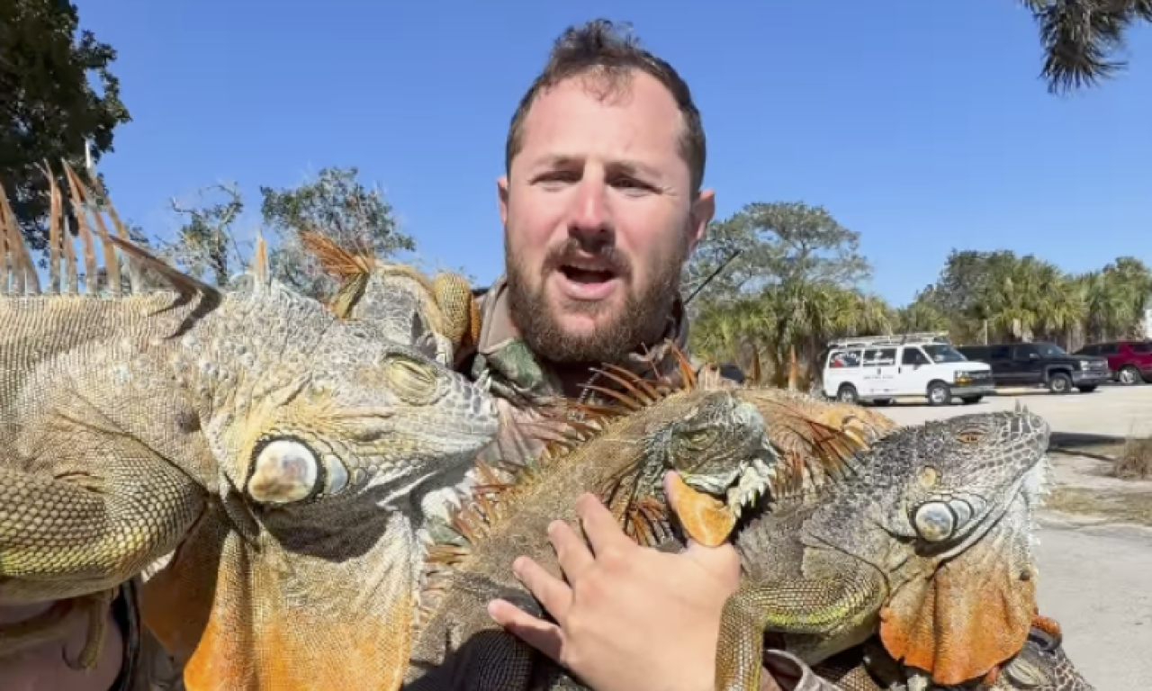 UŽAS NA FLORIDI: KIŠA ZALEĐENIH GUŠTERA ZASULA ULICE! Pogledajte scene kao iz horor filma, evo šta se dešava (VIDEO)