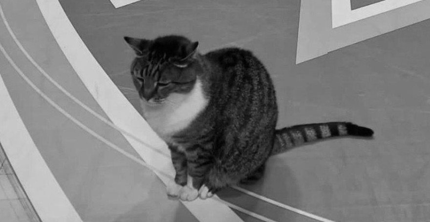 PREMINULA LEGENDARNA MACA LJUBICA Bila simbol "Pionira" i košarke 18 godina, svi se opraštaju od nje (FOTO)