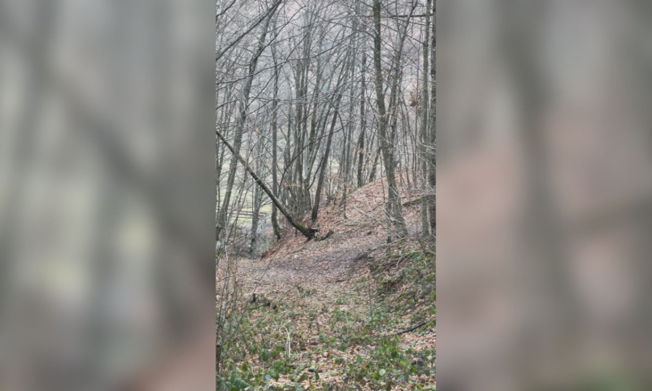 OVAKO NEŠTO NISTE VIDELI Lovci kod Ivanjice usnimili redak prizor - pogledajte ko se to igra u šumi (VIDEO)