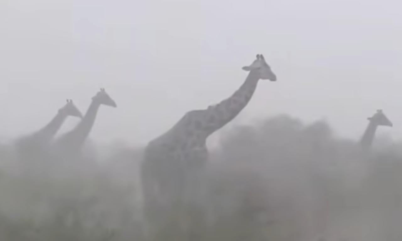 VIRALNI VIDEO: Pogledajte snimak žirafa koji je zapalio internet!