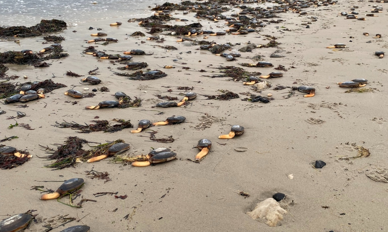 SCENE KAO IZ SERIJE "STRANGER THINGS": Plaže preplavila misteriozna "jednonožna" bića! (FOTO)