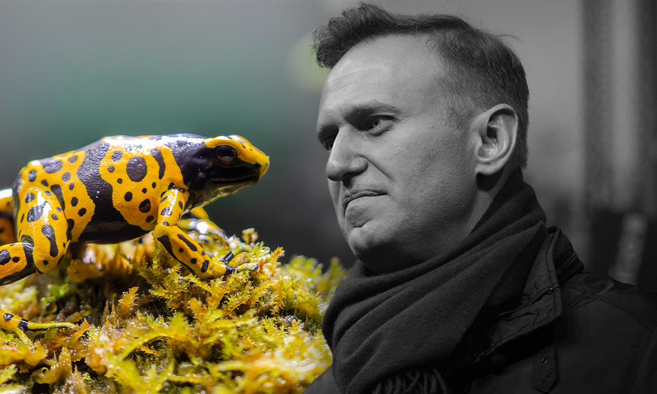 NAVALJNI JE UBIJEN OTROVOM IZ ŽABE?! Ova vrsta ne postoji u Rusiji, a njen toksin je 200 puta jači od morfijuma (FOTO)