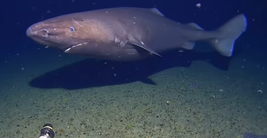 NEMAN KOJA NE BI SMELA DA POSTOJI! "Ajkula spavač" snimljena na Antarktiku - Ovo menja sve što znamo o okeanima! (VIDEO)