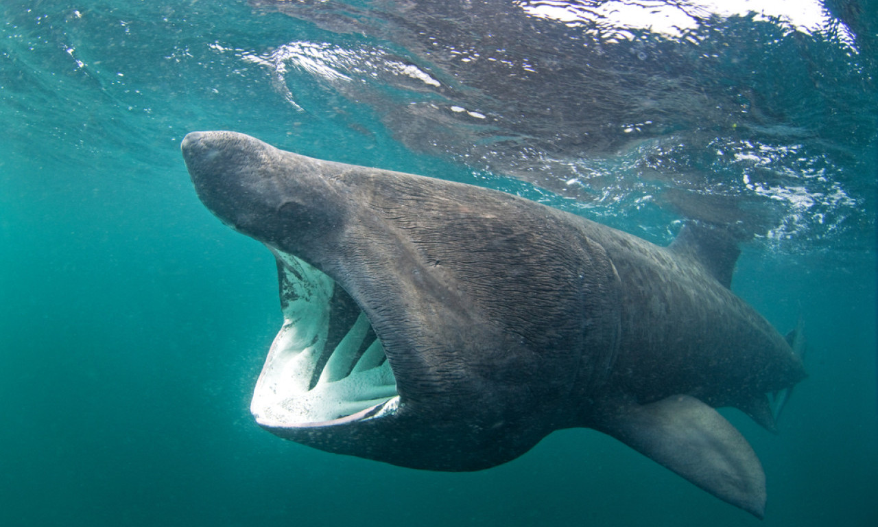 GOROSTAS U JADRANU: Snimljena druga najveća ajkula na svetu – Može da naraste preko 10 metara, a evo da li je opasna (VIDEO)