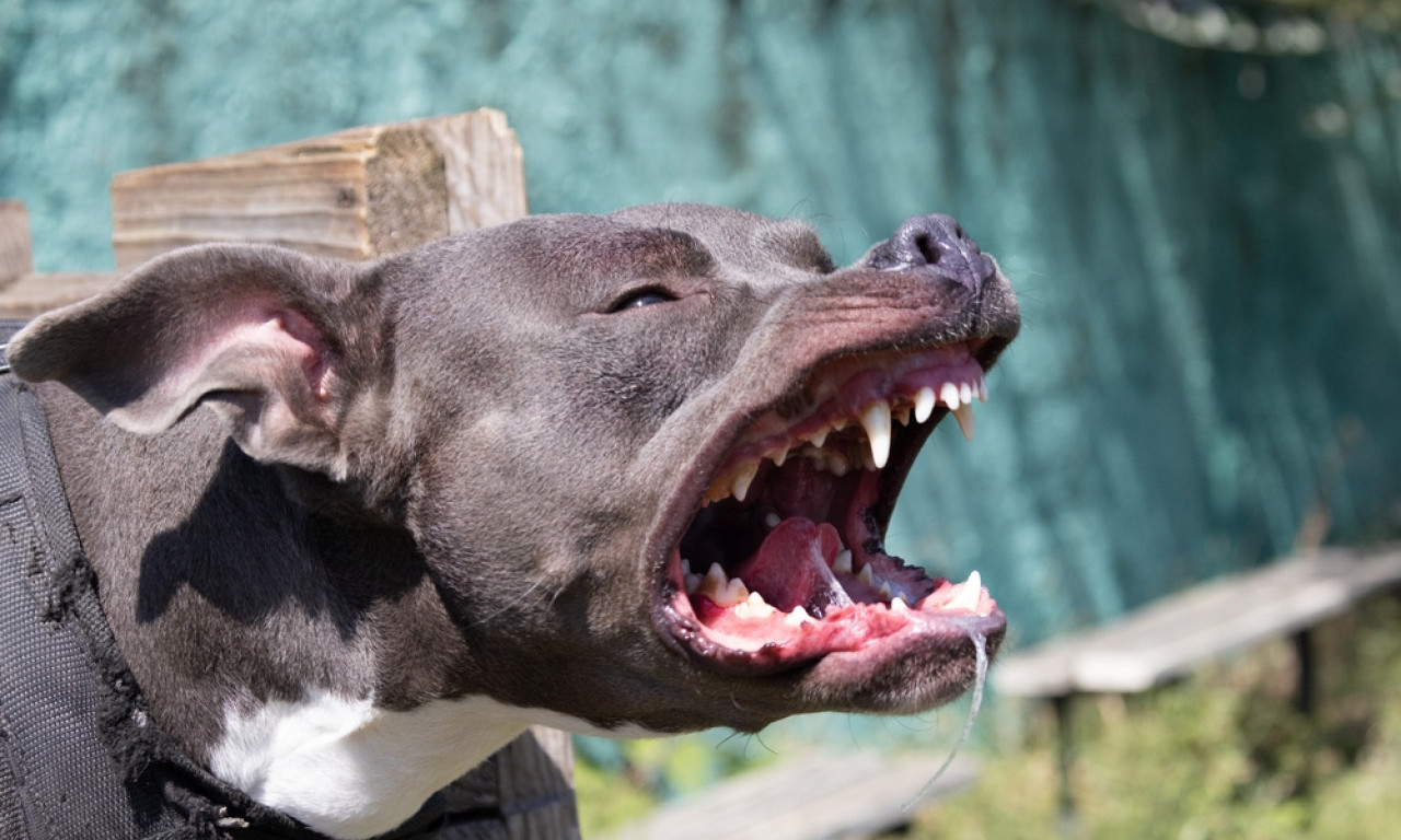 KRVAVI PIR NA ULICAMA NIŠA: Staford izujedao ženu i mladića, hitna pomoć zatekla jezive scene na ulici!