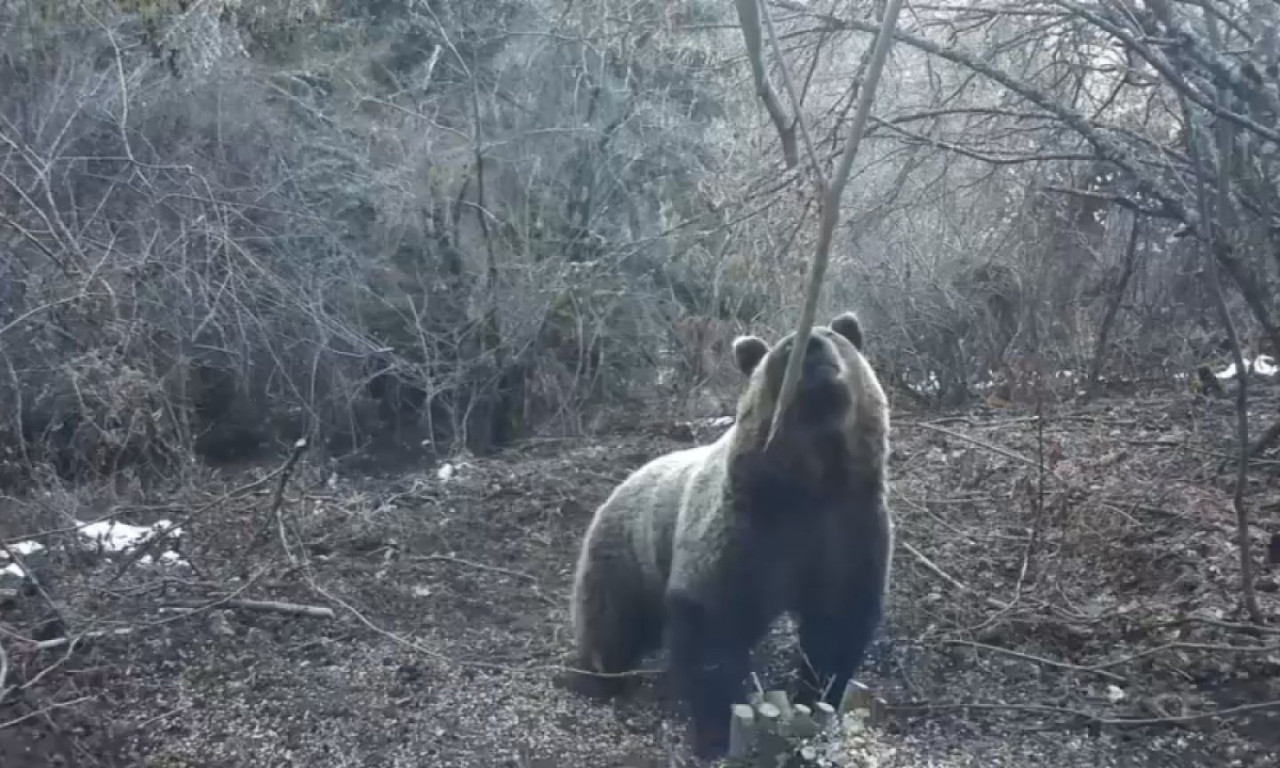NEVEROVATAN PRIZOR NA TARI NAJAVIO KRAJ ZIME Zver se probudila i "svratila" na ručak, meštani u šoku (VIDEO)