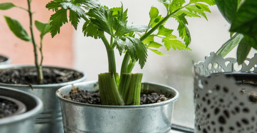 UŠTEDI U KUĆNOM BUDŽETU MOŽE DOPRINETI I VAŠA TERASA Evo šta osim tikvica može da se gaji u saksijama (VIDEO)