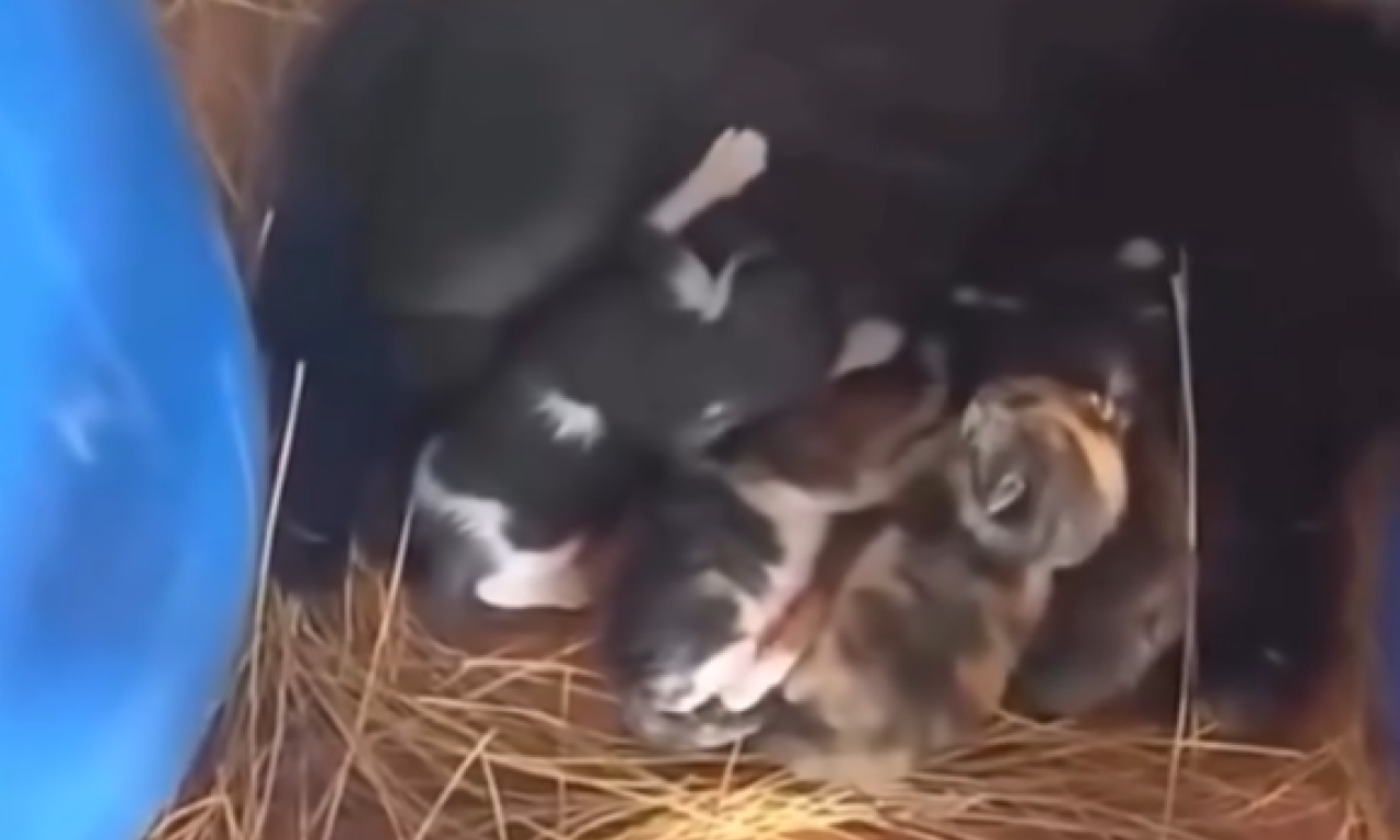 PAPRENA KAZNA! Ostavio mačiće ispred tržnog centra, sada mora da plati ozbiljnu sumu!