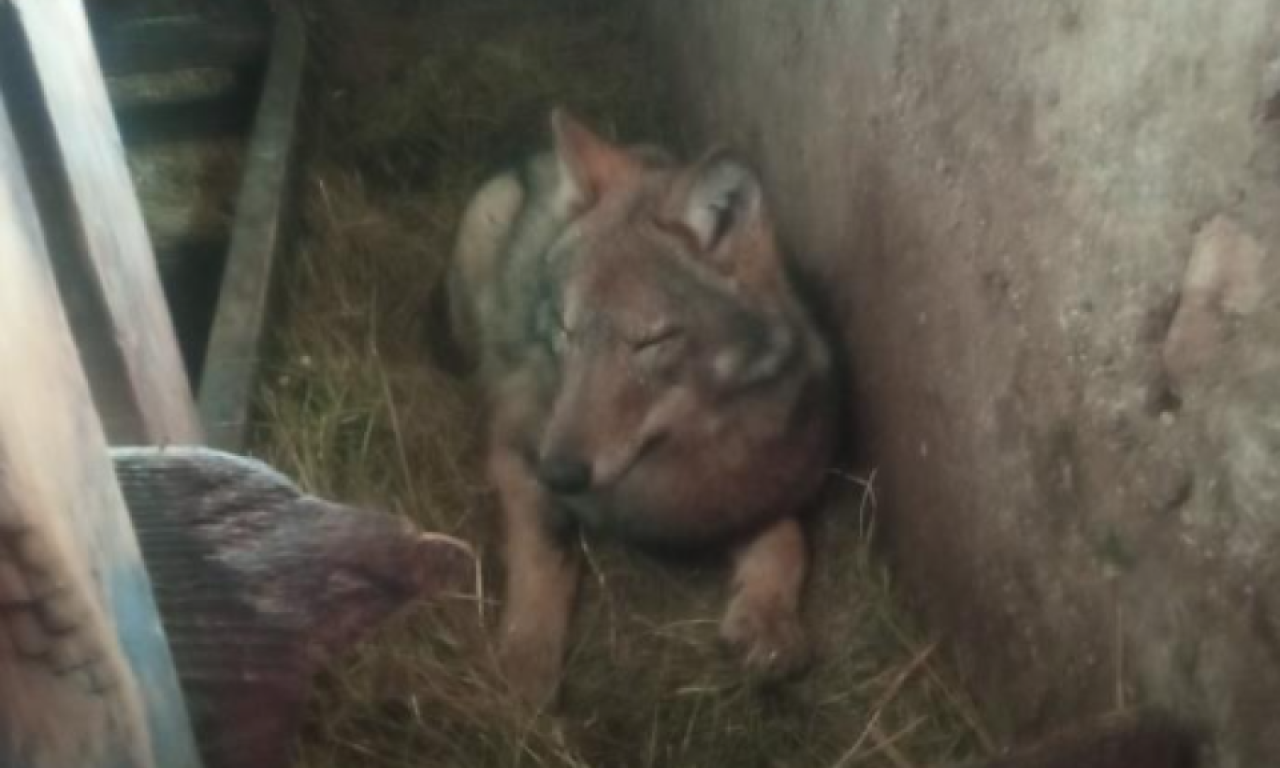 MLADI VUK UŠAO KROZ PROZOR I LEGAO DA SPAVA! Pometnja na farmi na Žabljaku: „Više se on nas uplašio nego mi njega!“ (FOTO)