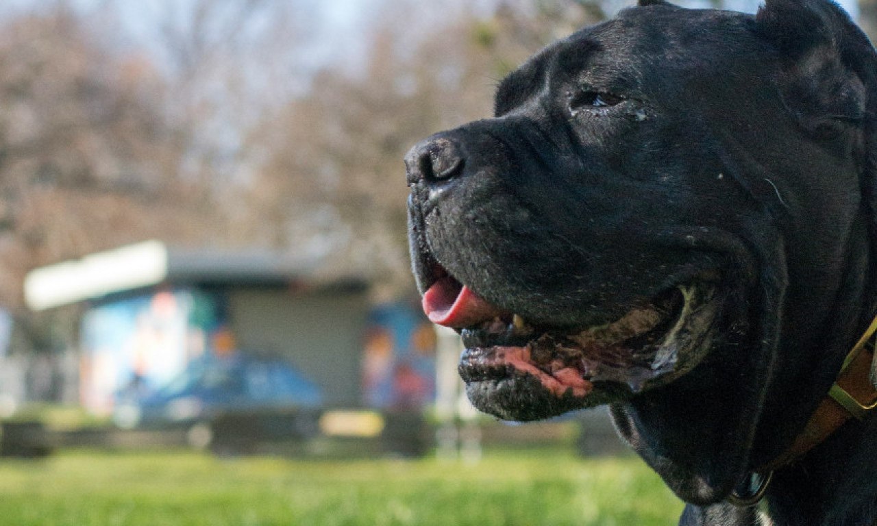 USMRĆENI PSI KOJI SU UNAKAZILI VLASNICU! Komšija opisao horor na Voždovcu, dvorište puno krvi, žena se bori za život