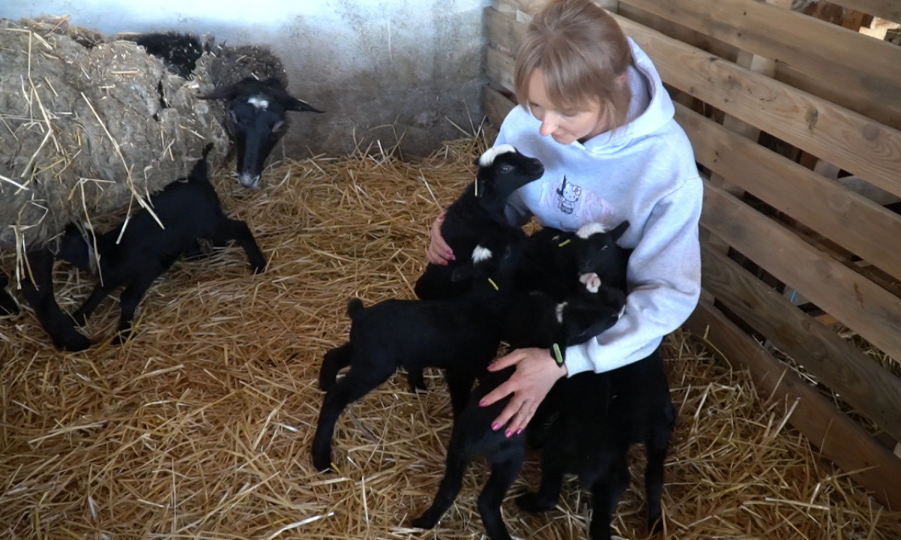 REKORD NA FARMI U BOGATIĆU: Ovca ojagnjila sedam jagnjadi (FOTO)