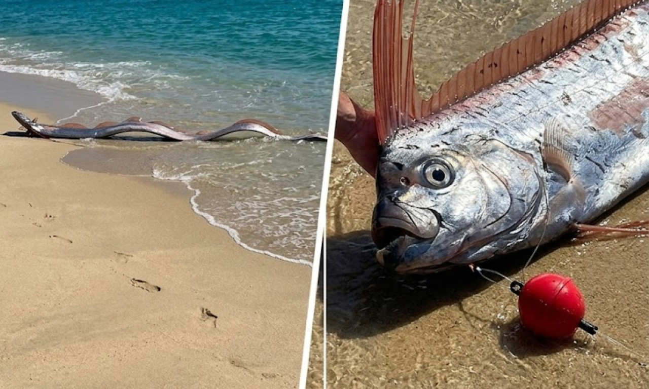 POJAVILE SE DVE „RIBE SUDNJEG DANA“! Turisti u šoku pokušavali da je spasu – stiže li nam velika katastrofa? (VIDEO)