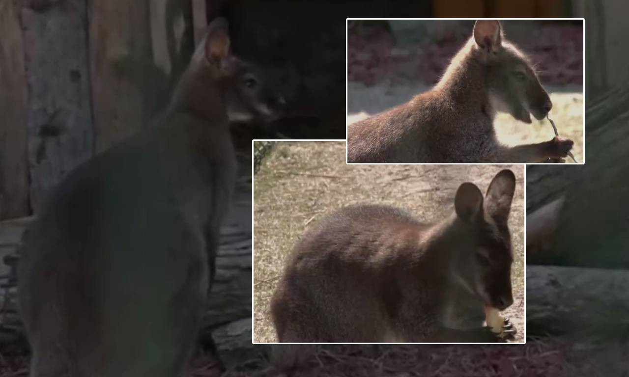 KENGUR DRAGAN UŽIVA U NIŠU! Ne zna se kako je dospeo u Srbiju, ali je sigurno nešto najslađe što ćete videti danas (VIDEO)