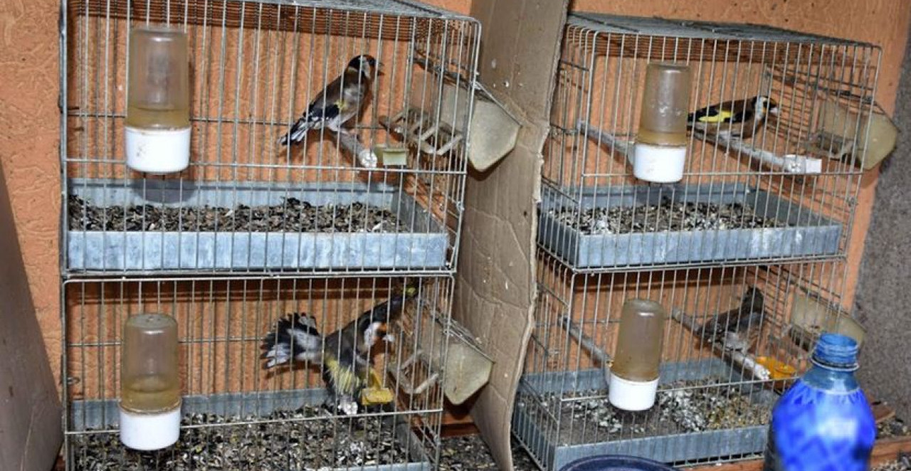 NIŠLIJA OSUMNJIČEN ZA ZLOSTAVLJANJE ŽIVOTINJA U stanu mu pronađeno 57 zaštićenih ptica u kavezima