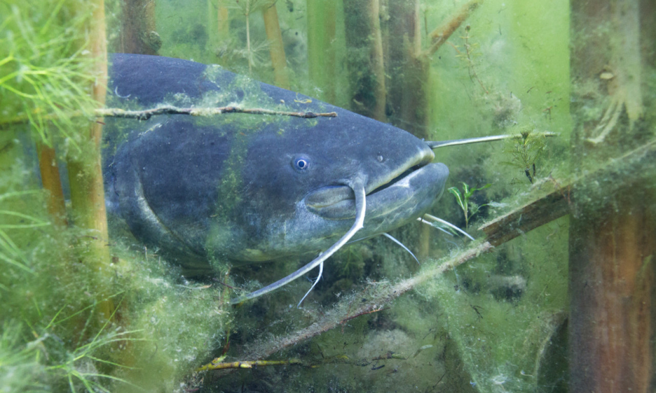 RIBOLOVAC ULOVIO SOMA OD 109 KILOGRAMA U JEZERU! "Uz mnogo borbe, napora i iskustva..." (FOTO)