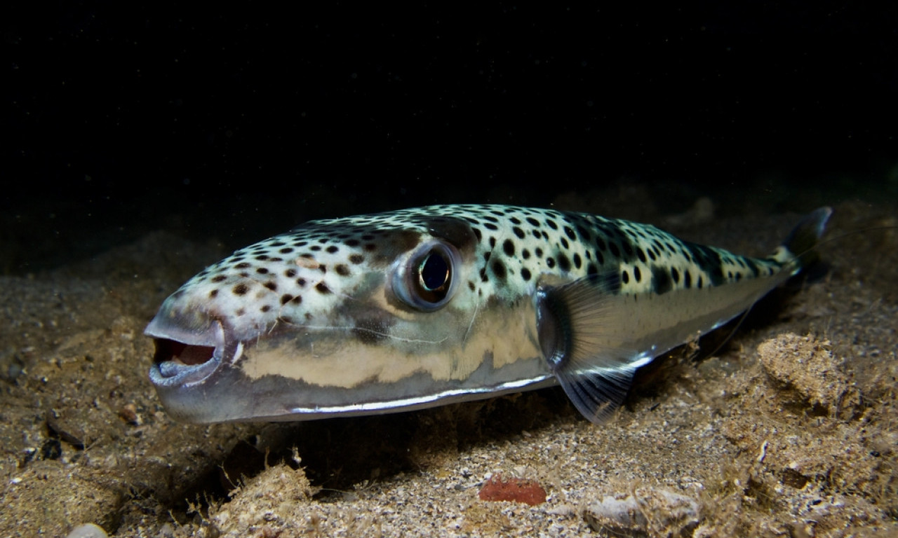 SMRTONOSNA ZVER U JADRANU: Ulovljena riba čiji otrov ubija brže od metka – ako je vidite, bežite što dalje! (FOTO)