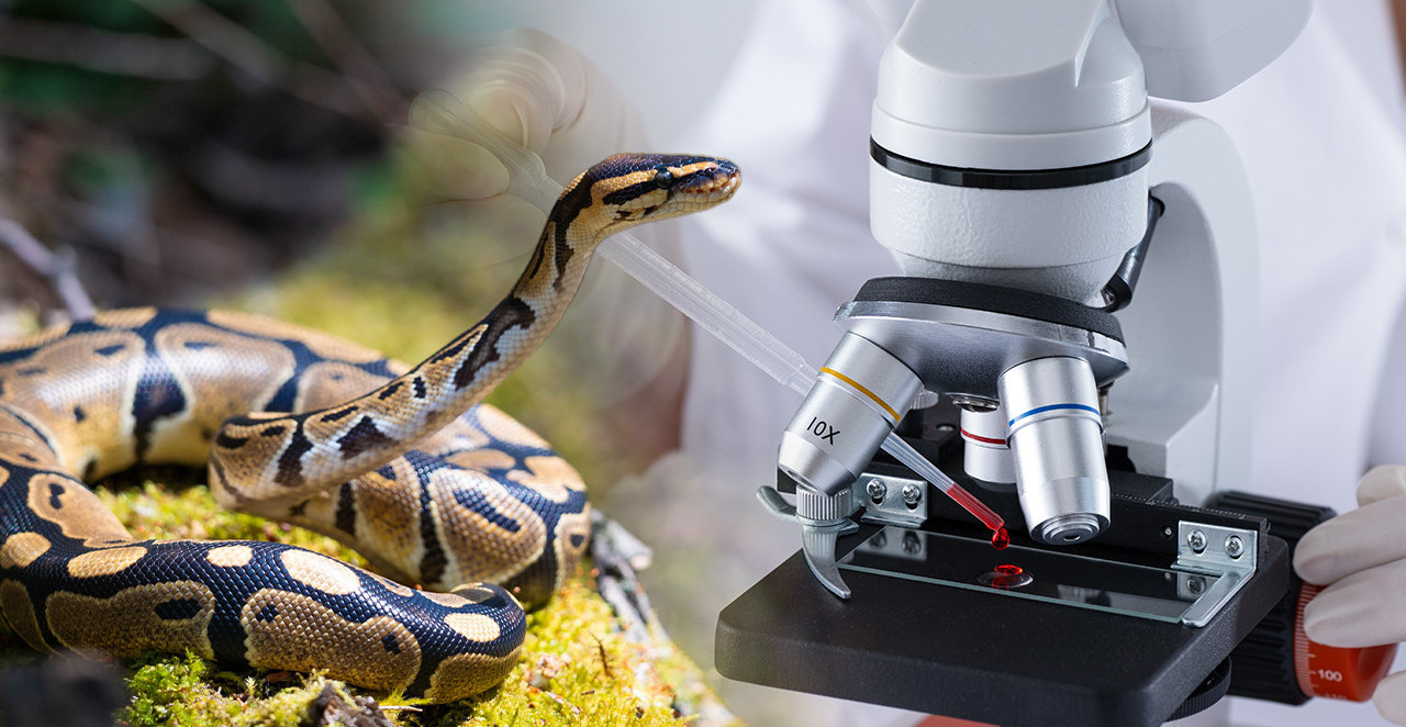 KRV PITONA MOGLA BI DA IZLEČI MILIONE LJUDI? Svet je na korak do globalne promene