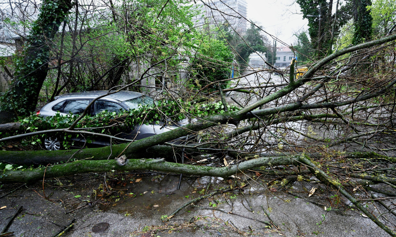JEZIVO NEVREME HARA SRBIJOM! IMA POVREĐENIH Stablo palo na ženu, hitno prevezena u Urgentni centar! (VIDEO)