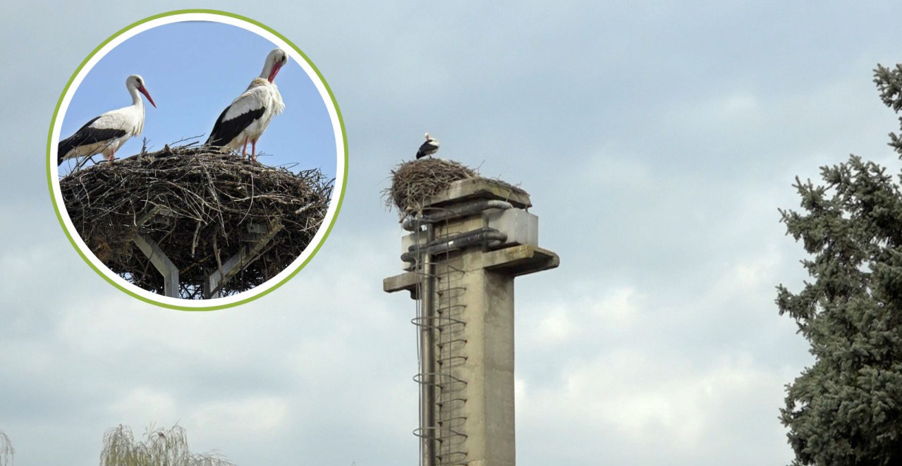 VRATILE SE RODE Priča o šabačkim pticama koje ne zaboravljaju svoj dom