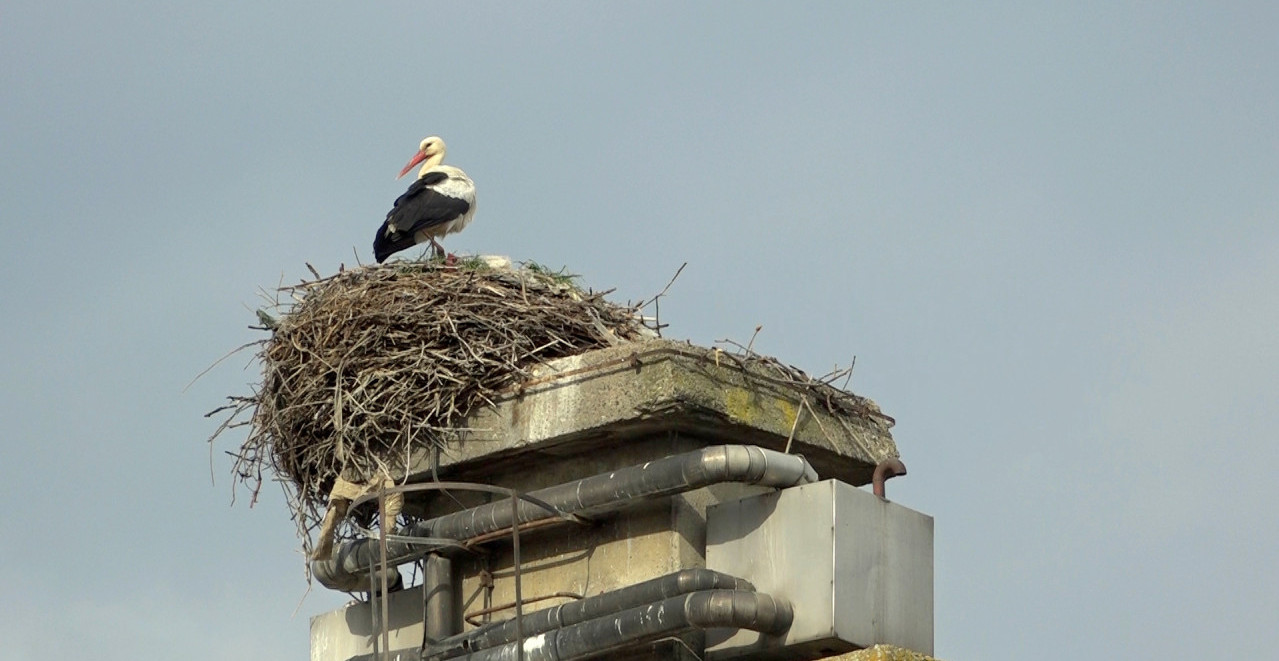 OMILJENI GOSTI STIGLI U ČAČAK Prizor posebno oduševio mališane, a raznežiće i vas