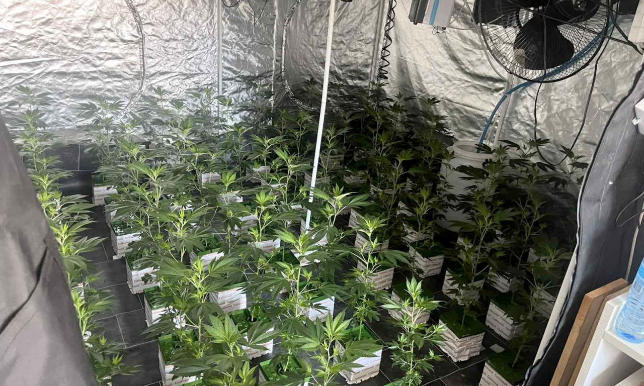 HAPŠENJE NA ZVEZDARI: Otkrivene dve laboratorije za proizvodnju marihuane (FOTO)