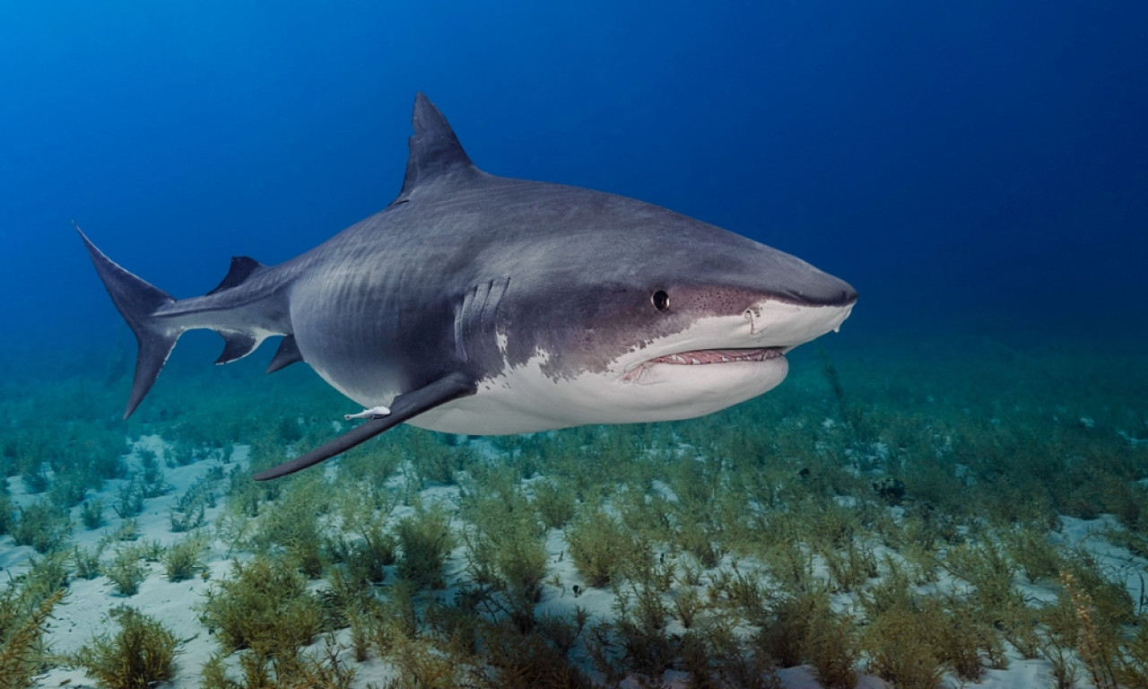 ZAPANJUJUĆA SAZNANJA: Ajkule na Bahamima pozitivne na kokain, kofein i lekove protiv bolova