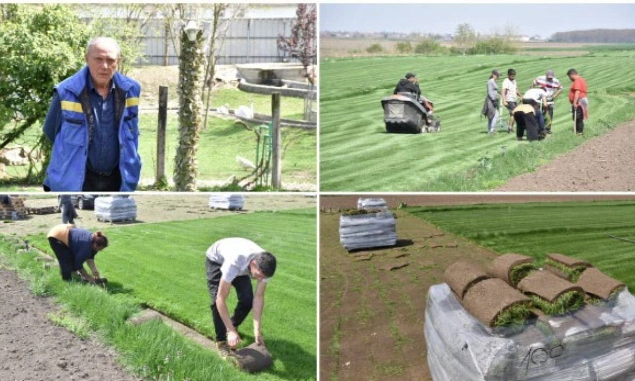 TEPIH STAZE IZ GOLUBINACA STIŽU DO KUPACA ŠIROM SRBIJE I REGIONA Trava postala poljoprivredna kultura (FOTO)