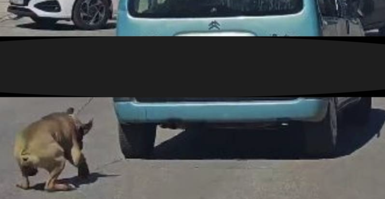 UZNEMIRUJUĆE! Vezao psa za automobil i vukao ga - stravičan snimak osvanuo na mrežama (FOTO)