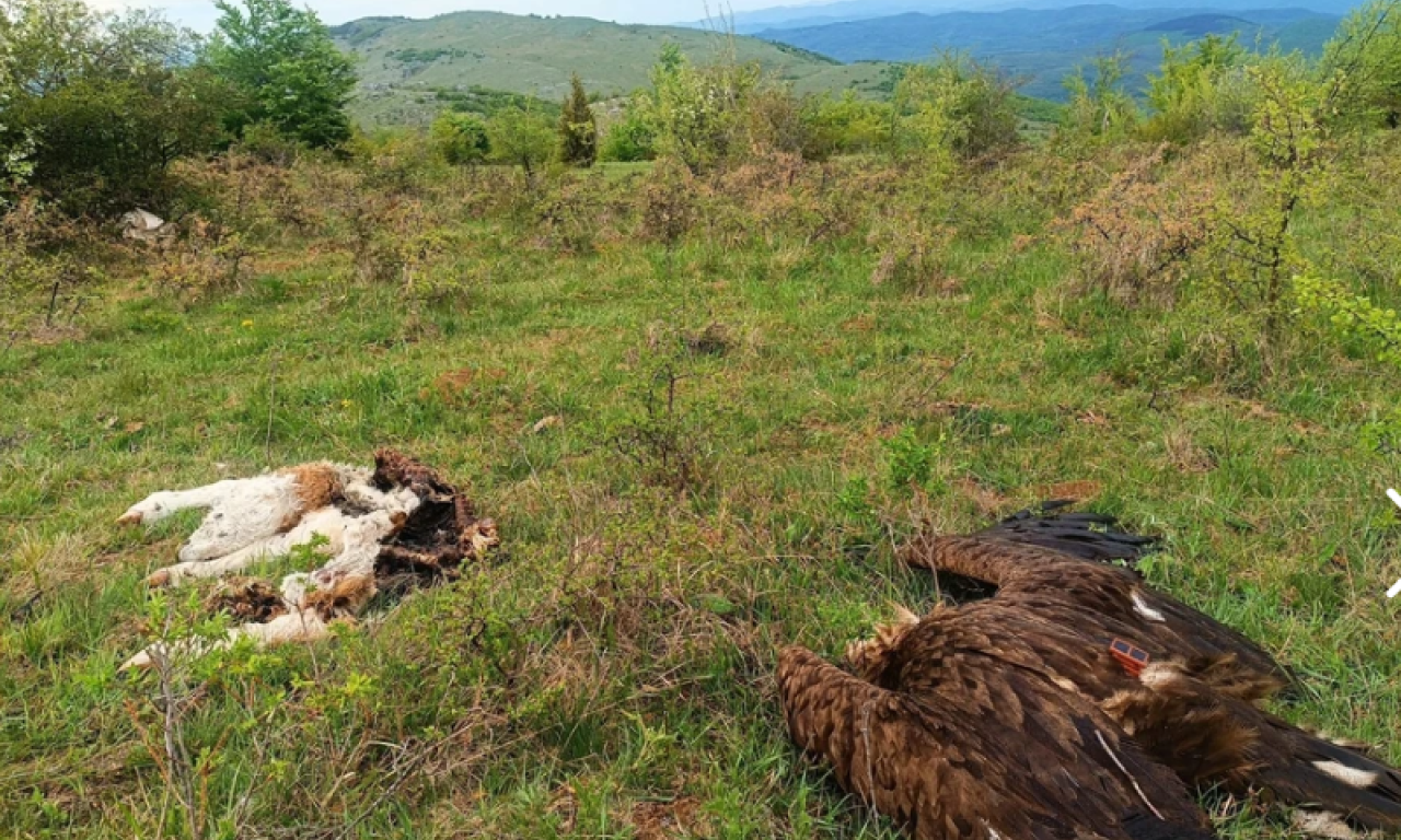 BUGARSKA PREKO SATELITA PRATILA TROVANJE CRNOG STRVINARA U OKOLINI NIŠA! Uhapšeni se tereti za tri krivična dela!(FOTO)