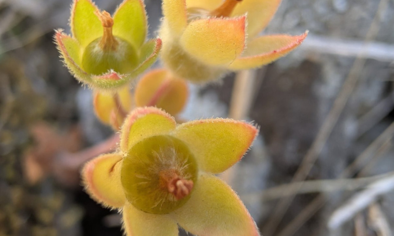 VEROVALO SE DA JE NESTALA SA PROSTORA NAŠE ZEMLJE: U blizini Zaječara pronađena retka i zaštićena biljka (FOTO)