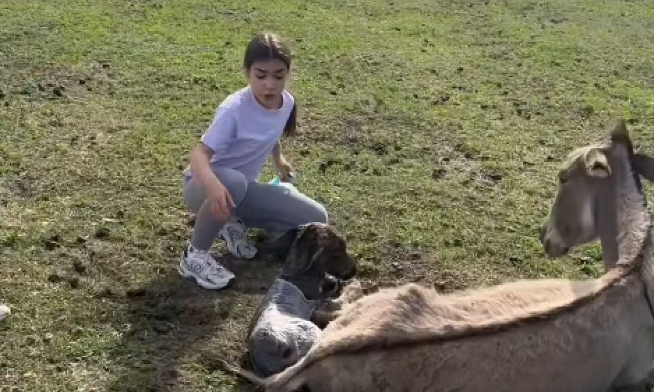 MALA ANĐELIJA JE HEROJ DANA Bez straha pomogla pri porođaju magareta (VIDEO)