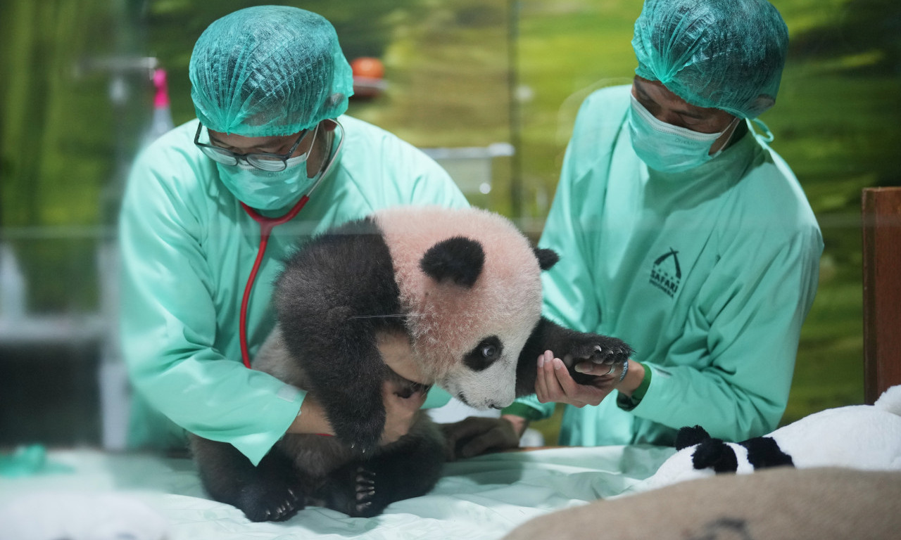 UPOZNAJTE RIJA! Zoološki vrt u Indoneziji predstavio prvo mladunče džinovske pande u toj zemlji (FOTO)