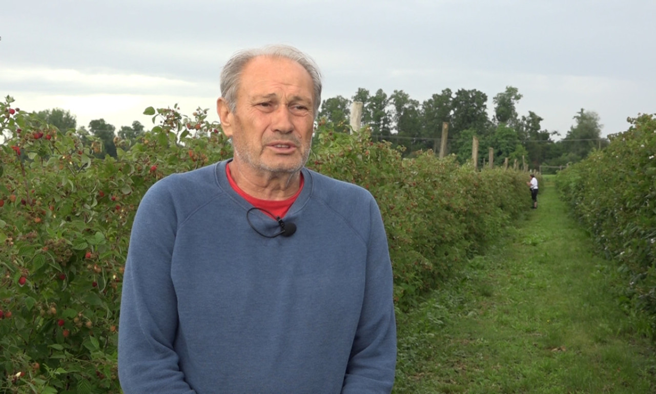 U MALINJAKU SE NE BERU SAMO PLODOVI, VEĆ I NADA DA SELO IMA BUDUĆNOST Porodica Nešić iz Bogatića