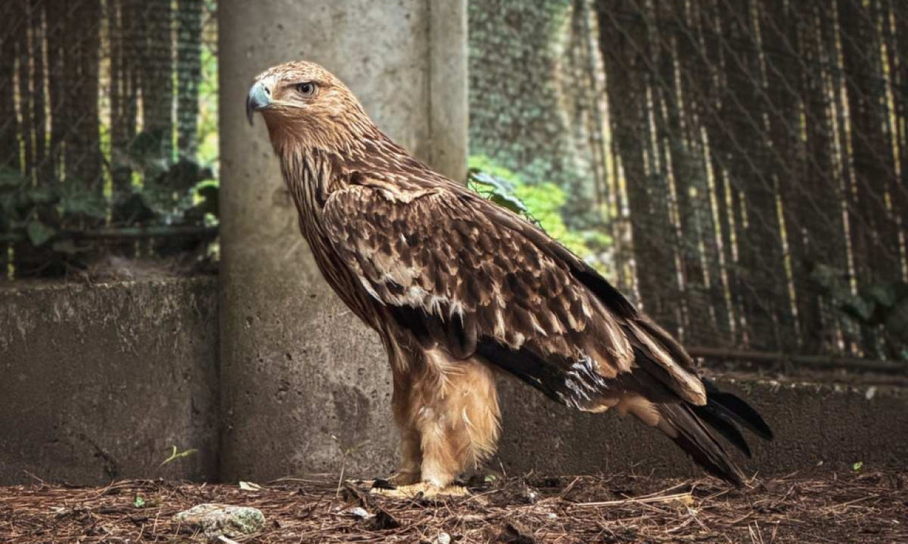 NAKON LUTANJA, OTMICE I PRIHVATILIŠTA: Orao krstaš Feliks vraćen u Srbiju avionom Vojske Srbije (FOTO)
