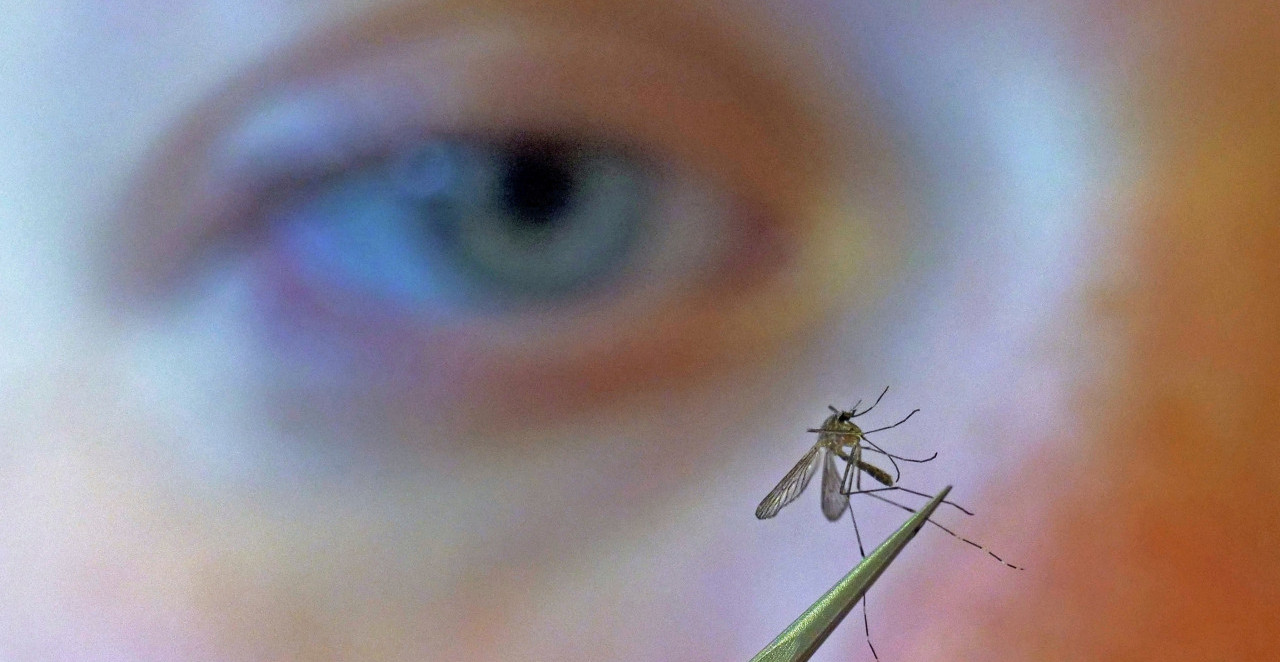 REGISTROVANA DVA SLUČAJA GROZNICE ZAPADNOG NILA U SRBIJI: Evo odakle su zaražene osobe! Pročitajte na vreme savete "Batuta" za zaštitu!