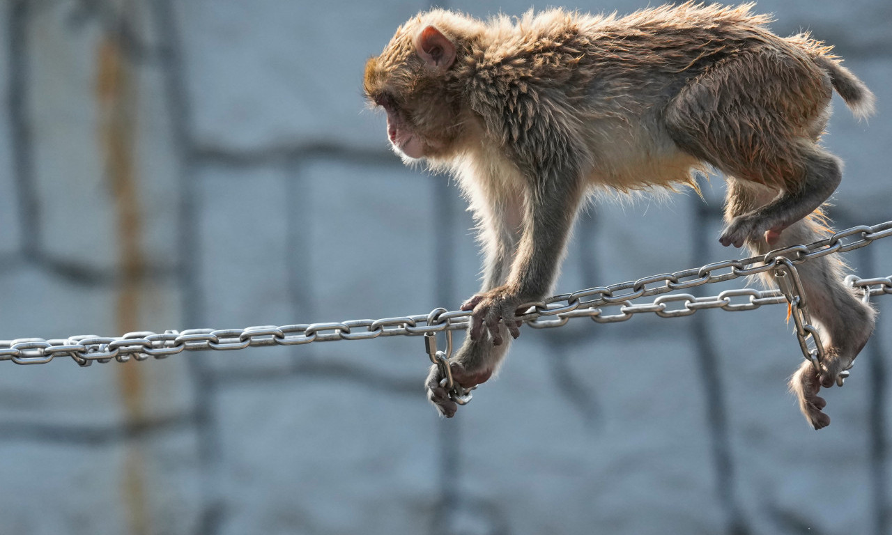 INTERNET SENZACIJA - MAJMUN PANČ PROSLAVLJA PRVI ROĐENDAN Čestitke stižu iz celog sveta! (FOTO)