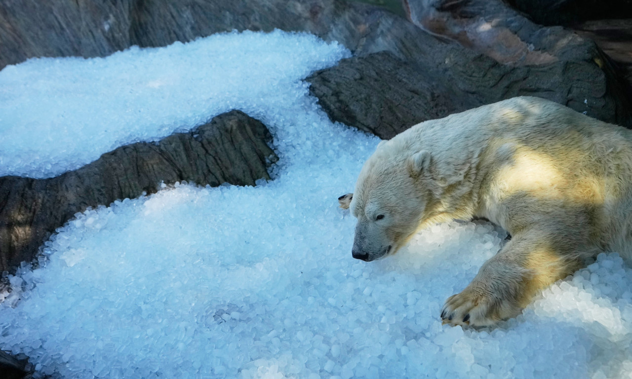 ARKTIK USRED PRAGA: Pogledajte kako se polarni medvedi u Češkoj bore protiv tropskih vrućina! (FOTO)
