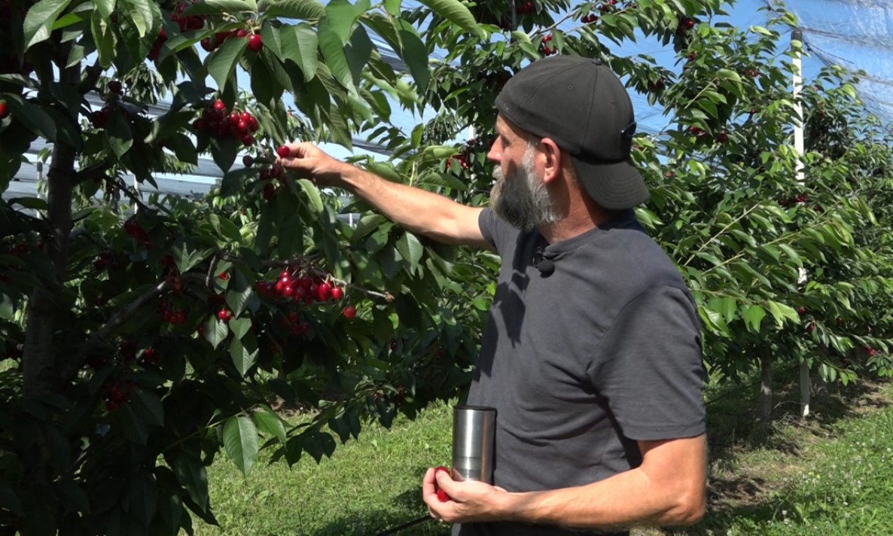 NA DEDOVINI PODIGAO PLANTAŽU TREŠANJA: Miroslav Lauš nije dozvolio da zemlja njegovih predaka ostane pusta