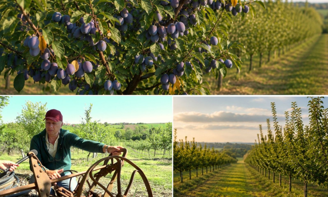 "DEDOVINA SE NE PRODAJE!" Darko ostavio gradski život i vratio se na selo - pogledajte gde je našao svoj mir (FOTO)