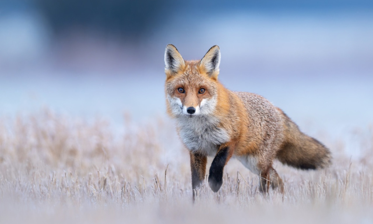 HOROR Lisica ujela tromesečnu bebu za glavu!