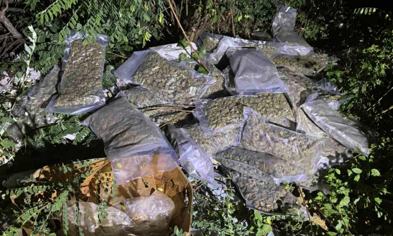VELIKA AKCIJA BEOGRADSKE POLICIJE: U Obrenovcu zaplenjena ogromna količina marihuane! Evo na kom mestu je pronađena! (FOTO)