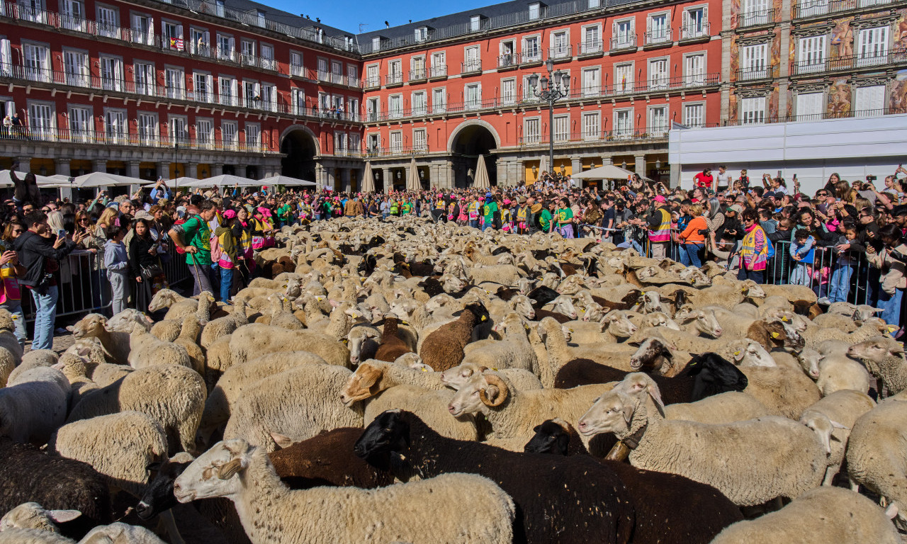 NEVEROVATAN PRIZOR U MADRIDU! Hiljade ovaca i koza preplavile ulice španske prestonice (FOTO)