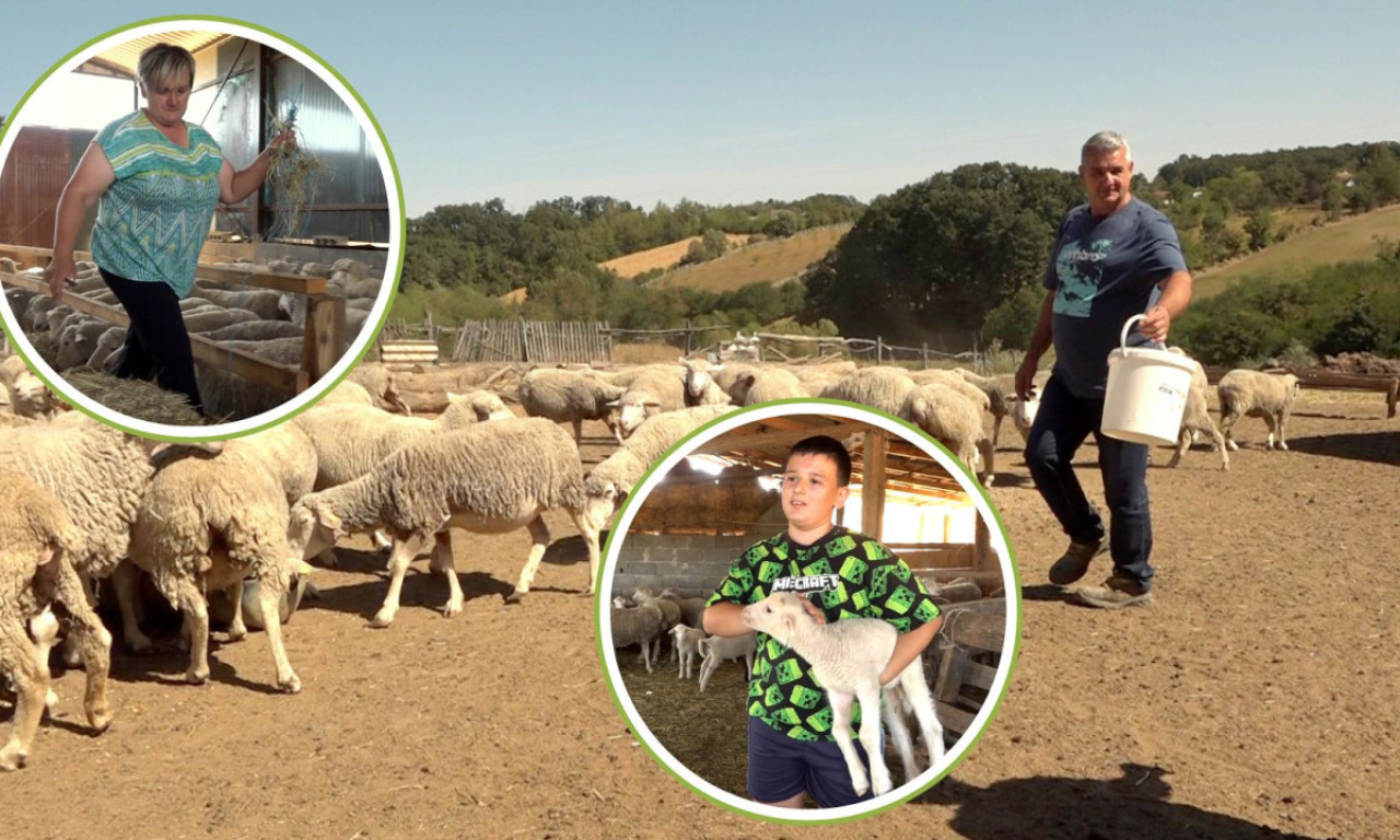 UPOZNAJTE MIHAILOVIĆE KOJI SU NAPUSTILI GRAD I KRENULI OD NULE Sada imaju 130 ovaca i život kakav su oduvek želeli (FOTO)