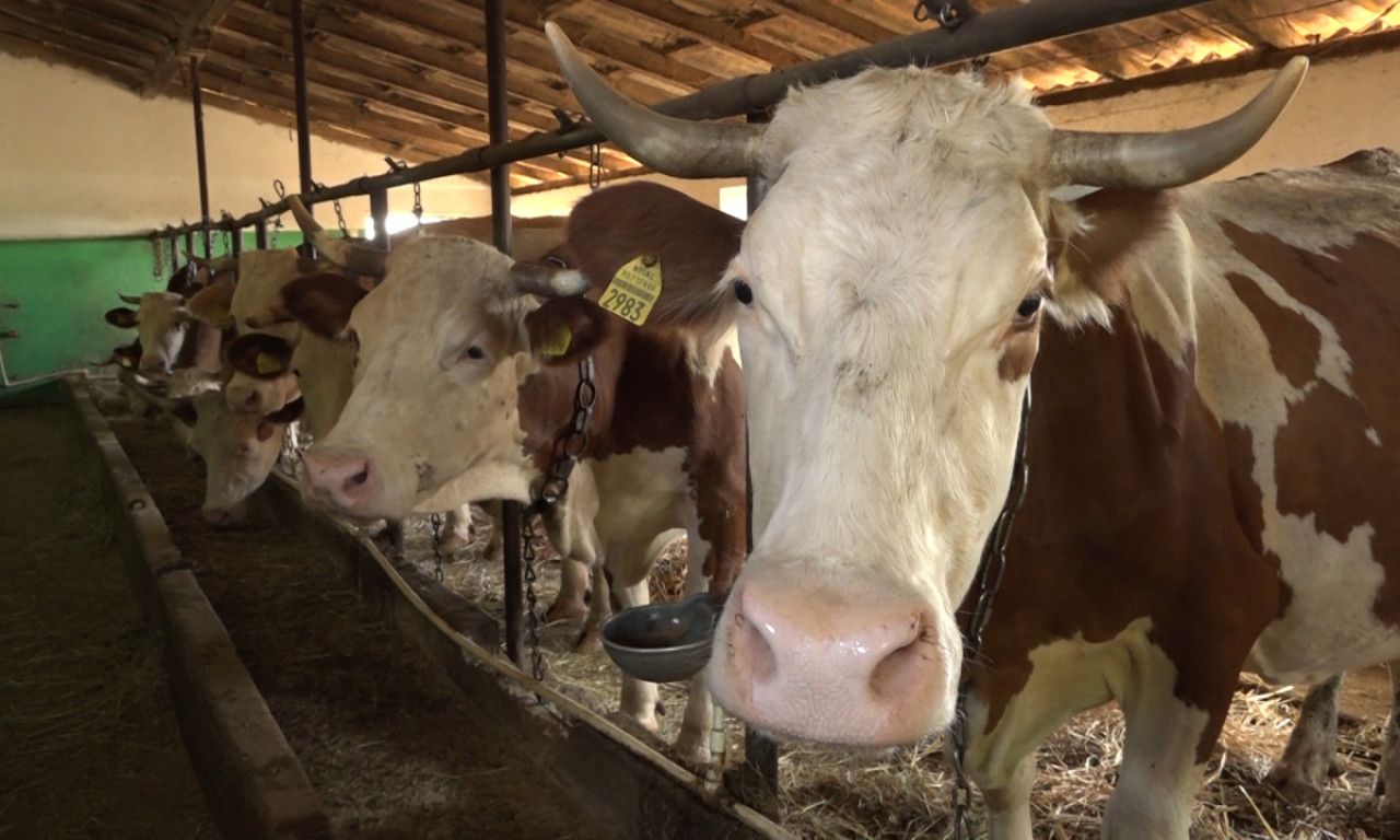OD JEDNE KRAVE DO MALE FARME: Ovako Kojići iz Svileuve život grade na selu (FOTO)