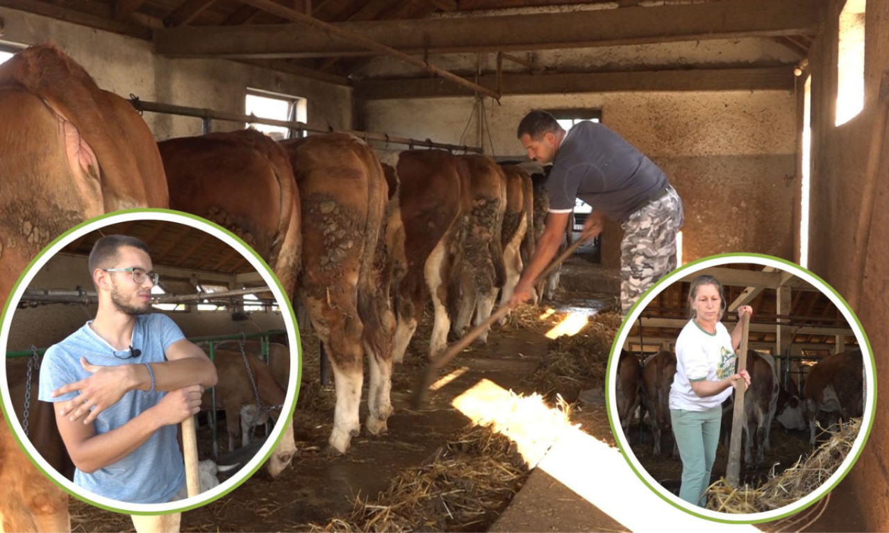 OVAKO ISAILOVIĆI ŽIVE VEĆ DVE I PO DECENIJE: POSAO KOJI NE POZNAJE PRAZNIK "Od 15 litara mleka do velike farme" (FOTO)